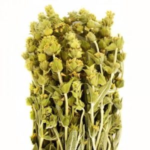 Sideritis - ceai grecesc de munte (50 g)